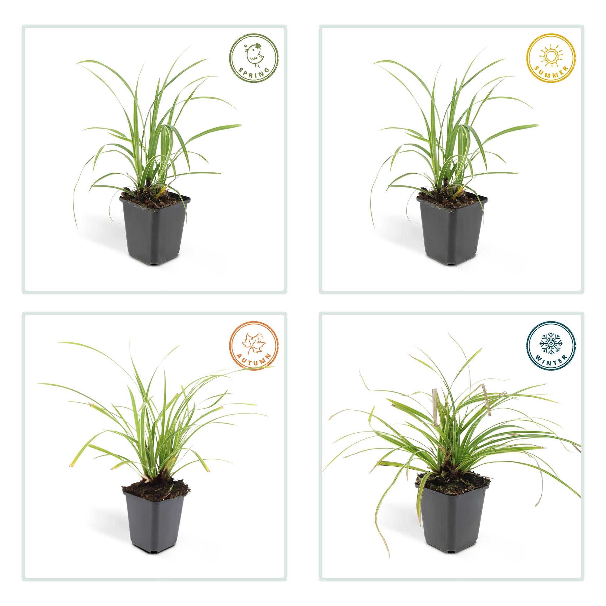 Japan-Segge ‘Ice Dance’ (Carex morrowii)