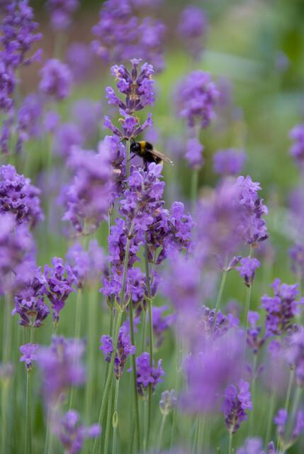 Echter Lavendel ‘Munstead’ (Lavandula angustifolia)