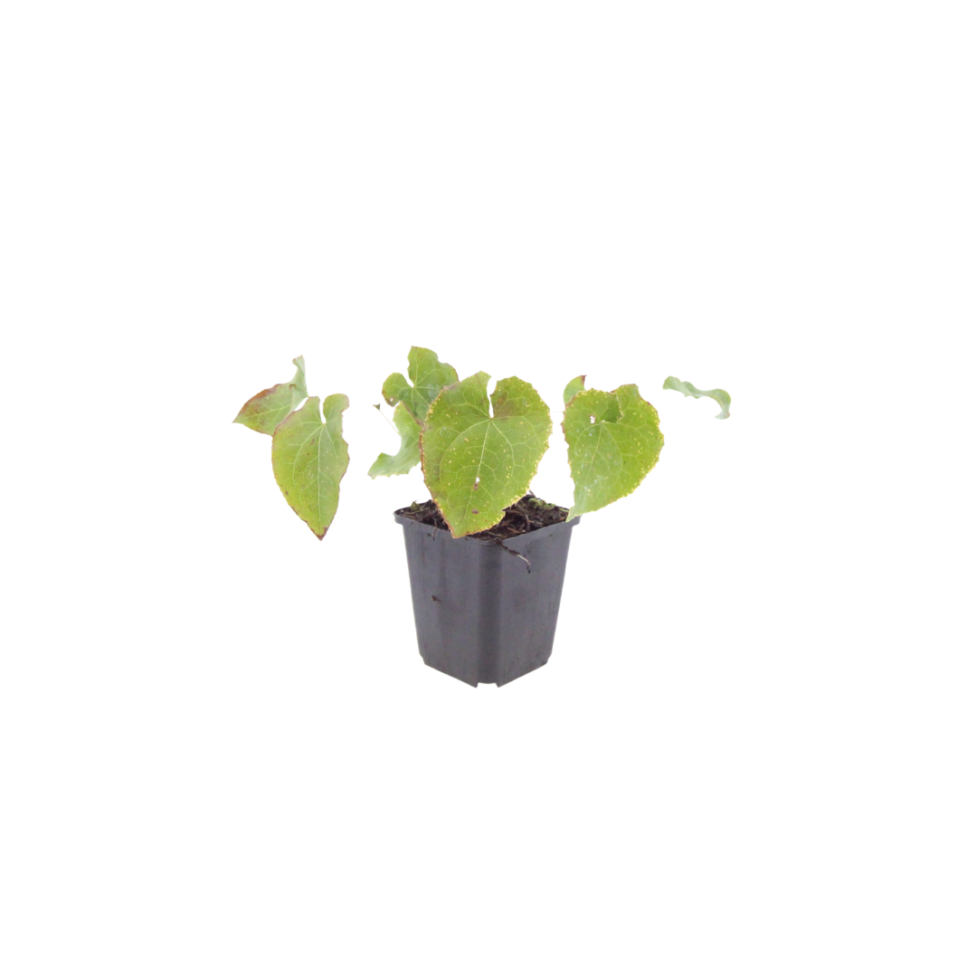 Elfenblume ‘Frohnleiten’ (Epimedium perralchicum)