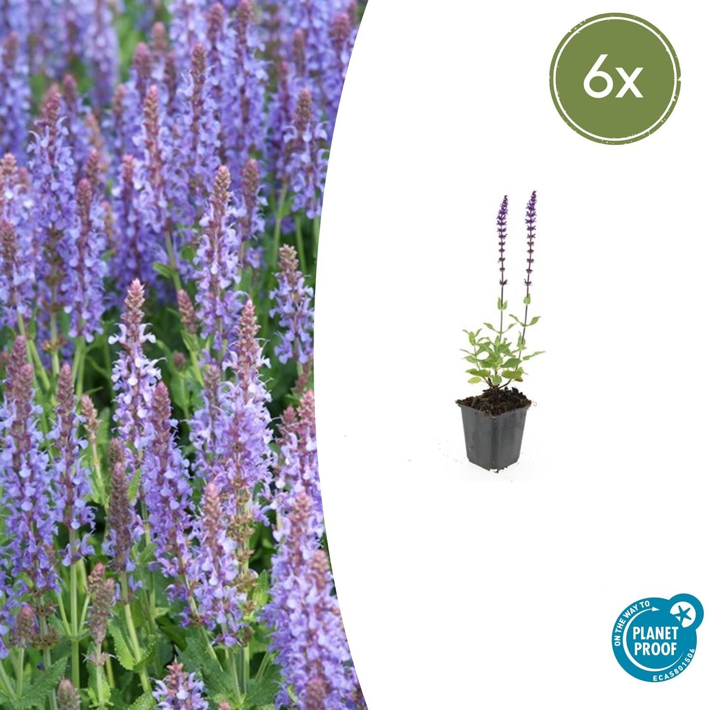 Salvia nemorosa ‘Caradonna’ (Steppen-Salbei)