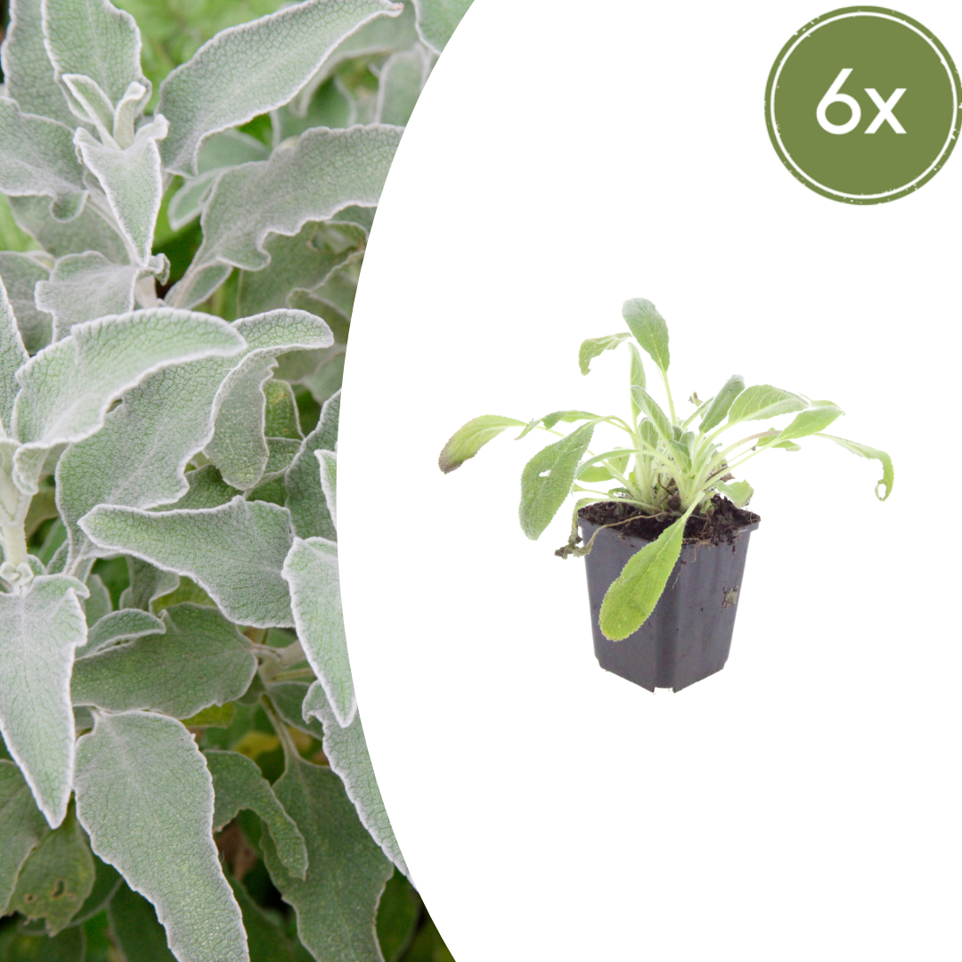 Stachys byzantina (Woll-Ziest / Eselsohr)
