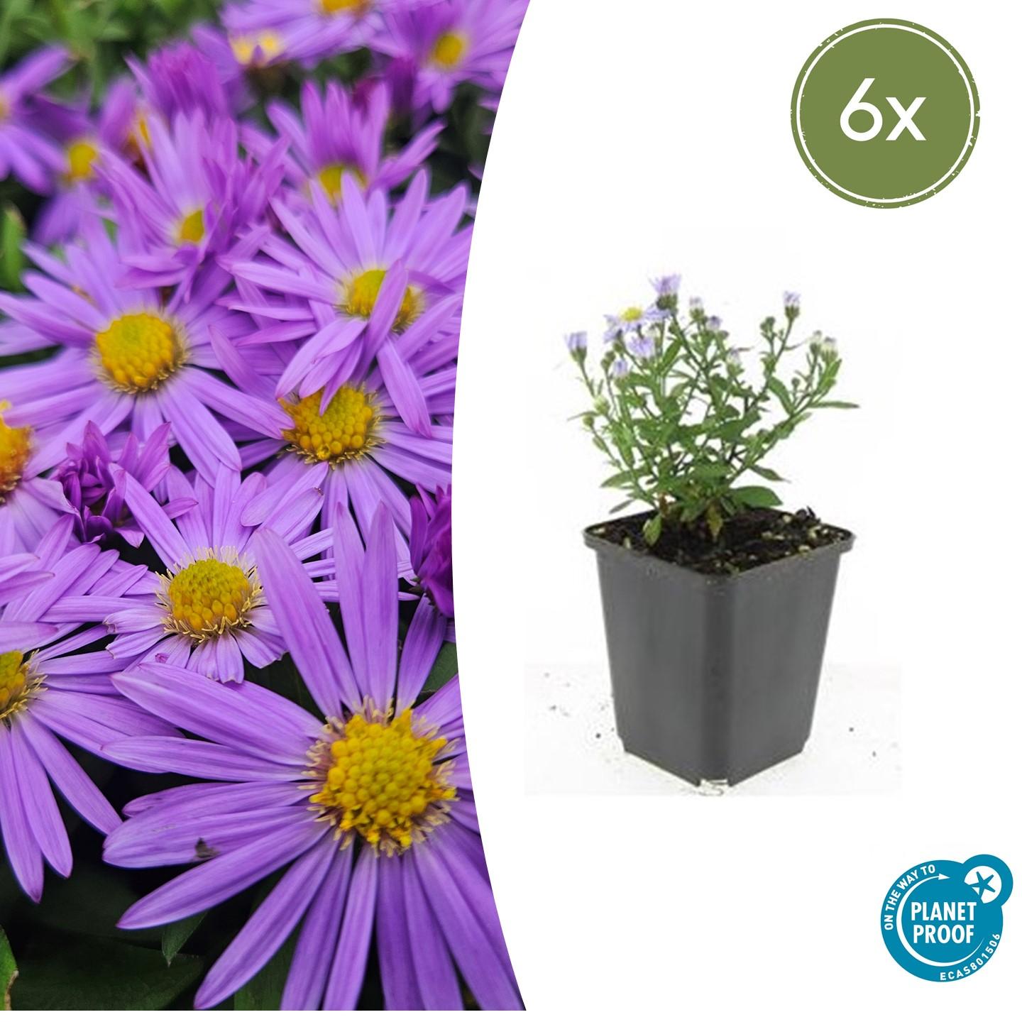 Herbst-Aster ‘Prof. Anton Kippenberg’ (Aster dumosus)