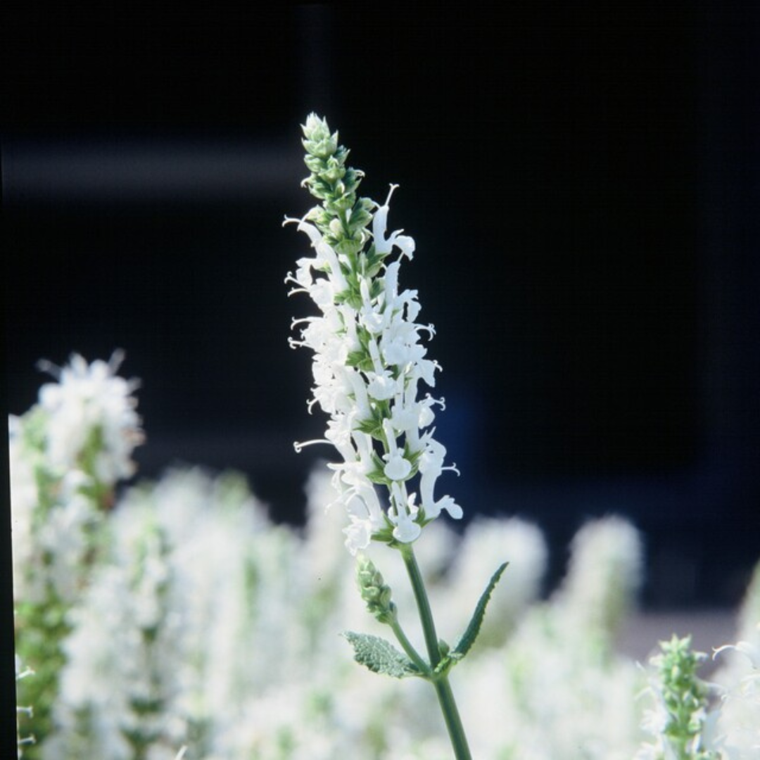 Salvia nemorosa ‘Schneehügel’ (Steppen-Salbei)