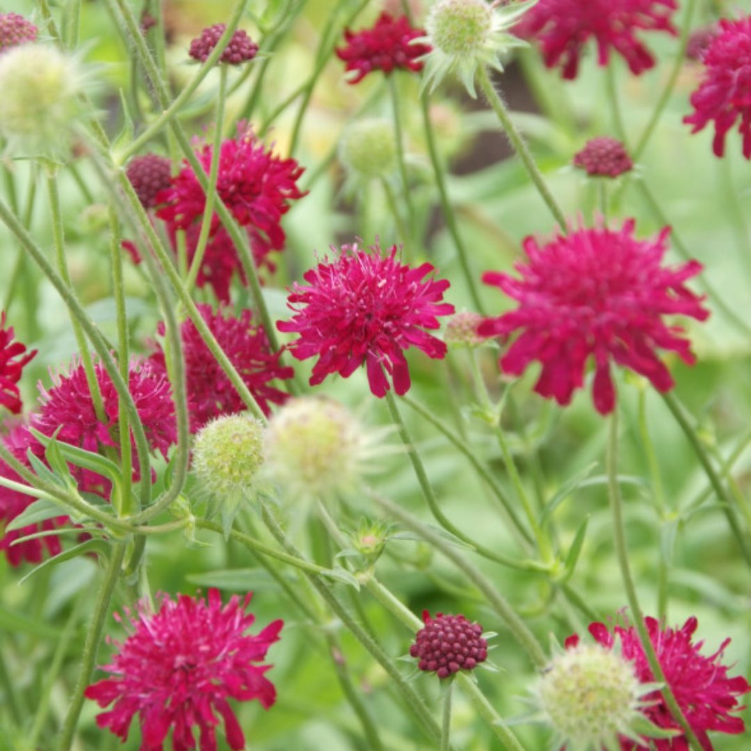 Knautia macedonica (Witwenblume)