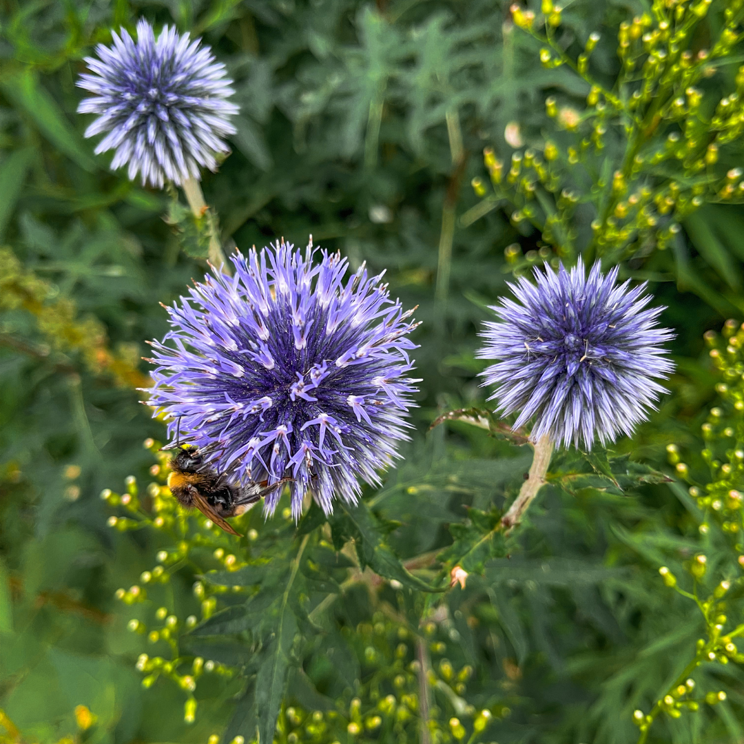 Echinops ritro (Kugeldistel)