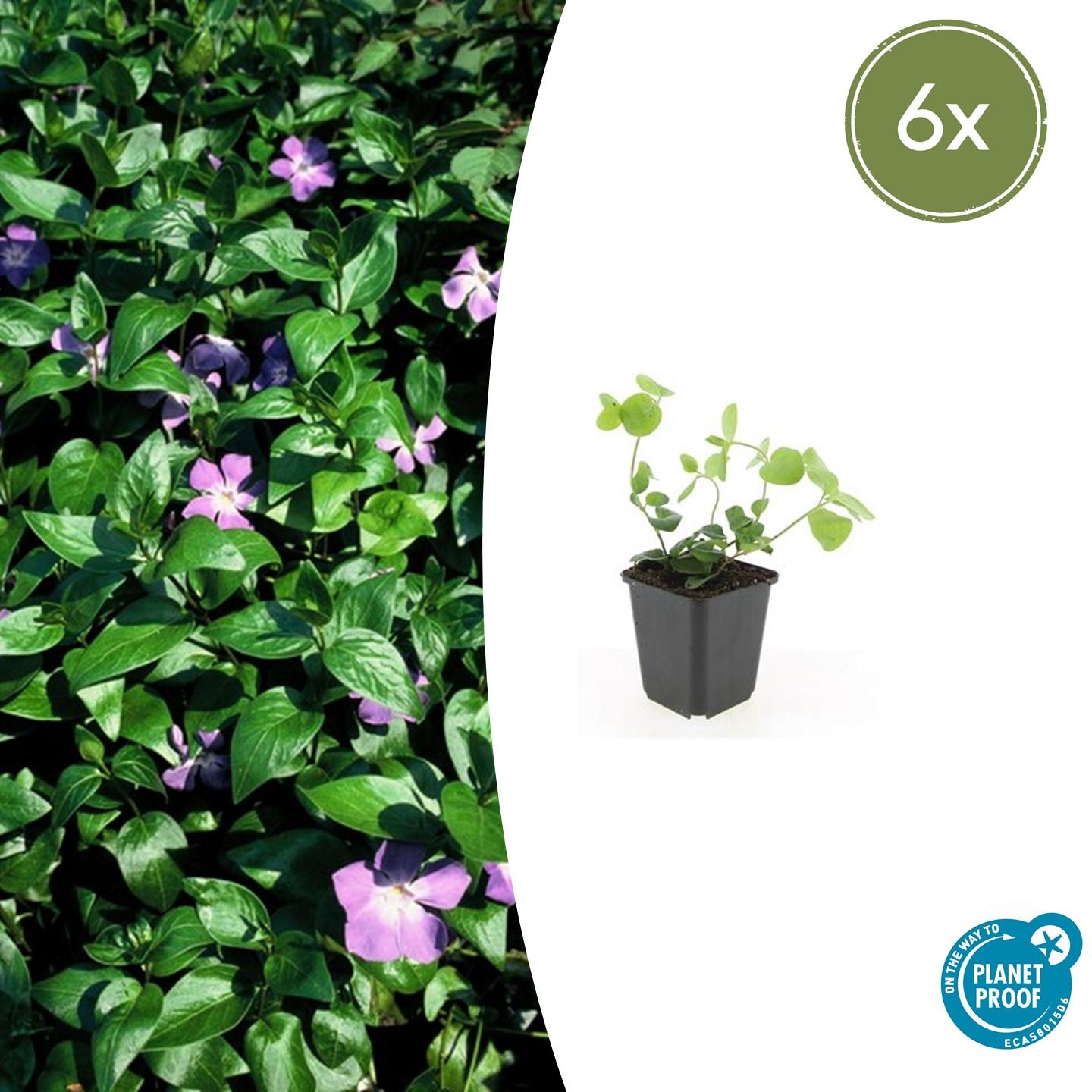 Vinca major (Großes Immergrün)