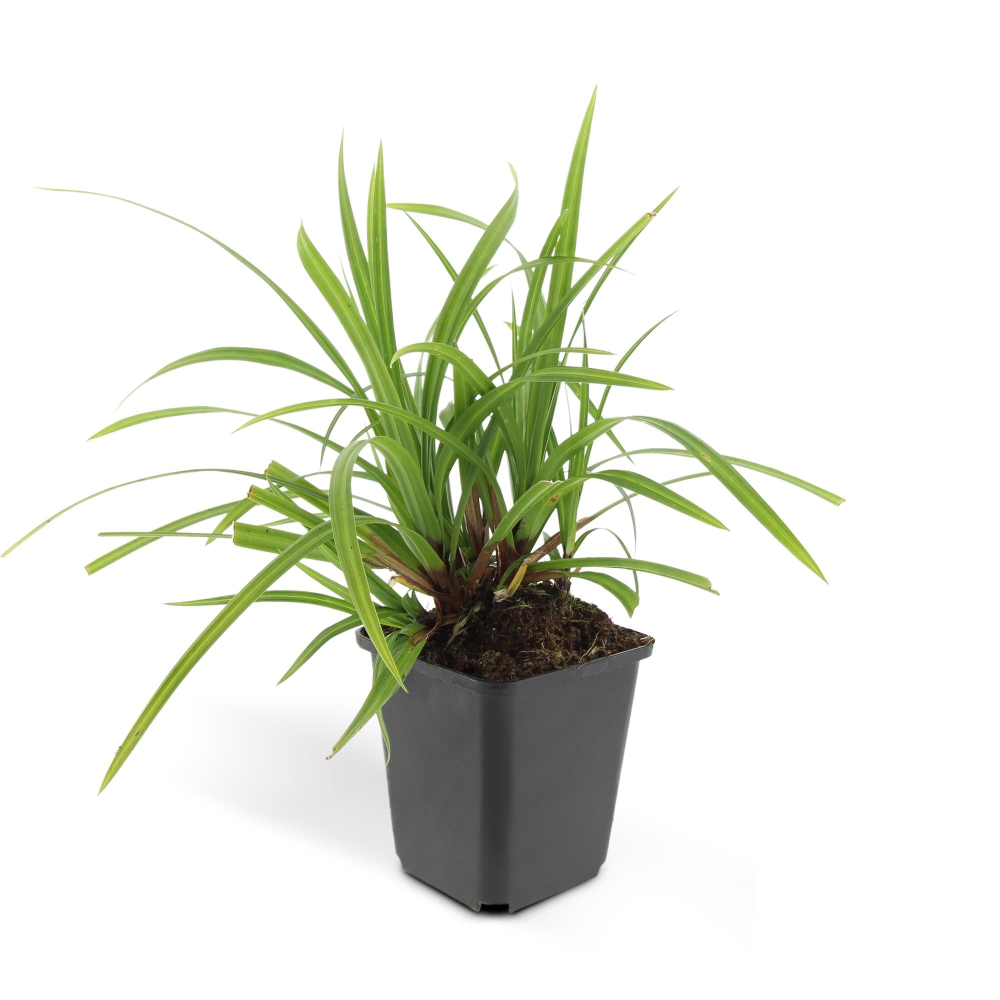 Carex morrowii ‘Irish Green’ (Japan-Segge)