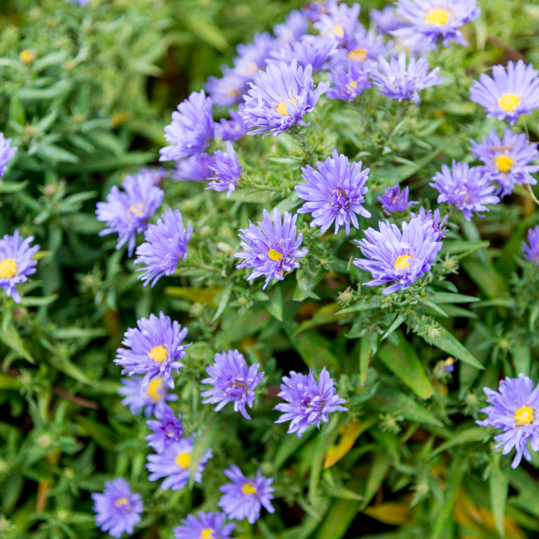 Aster × frikartii ‘Mönch’ (Sommer-Aster)