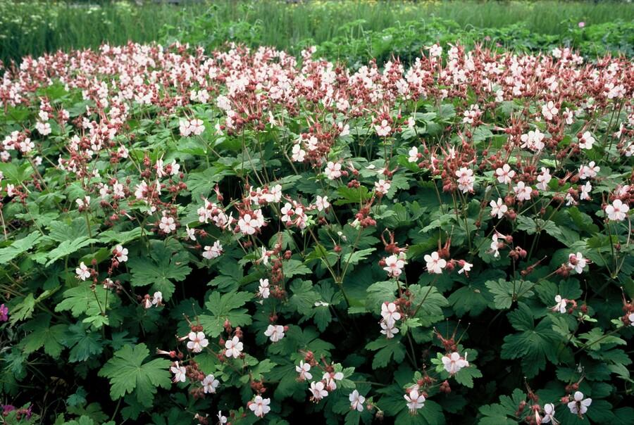 Duft-Storchschnabel ‘Spessart’ (Geranium macrorrhizum)