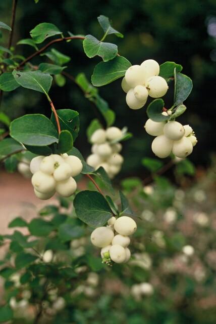 Symphoricarpos chenaultii ‘Hancock’ (Kriechende Schneebeere)
