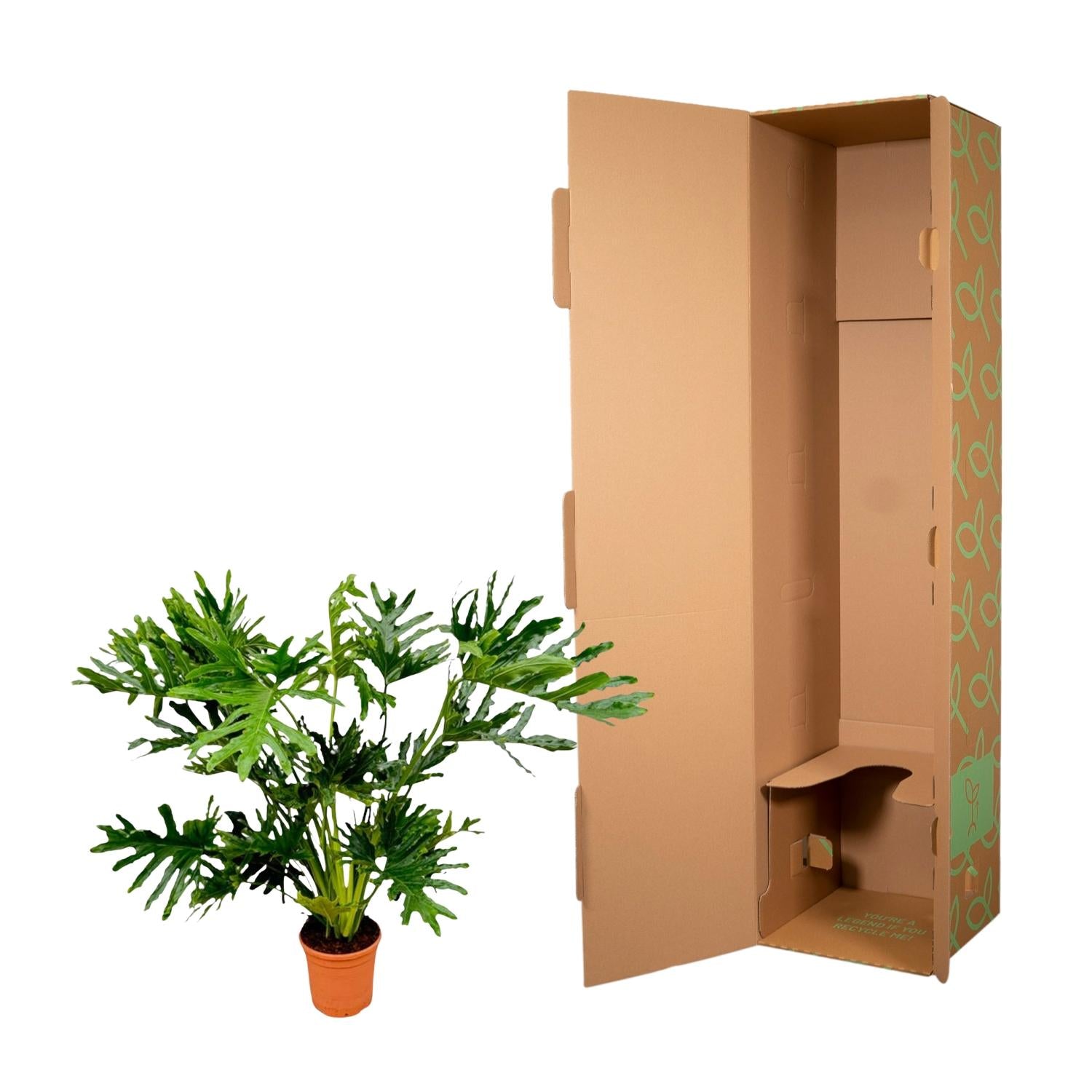 Philodendron Selloum - 120 cm - Ø27