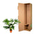 Philodendron Selloum - 120 cm - Ø27