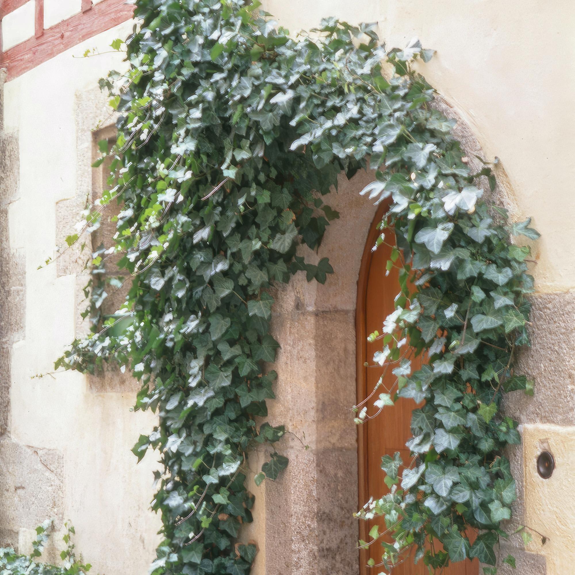 Efeu ‘Glacier’ (Hedera helix)