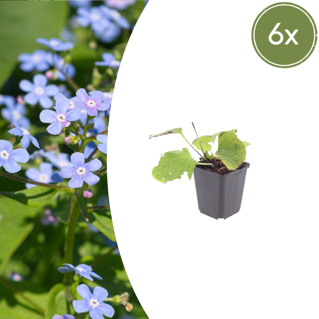 Brunnera macrophylla (Kaukasus-Vergissmeinnicht)