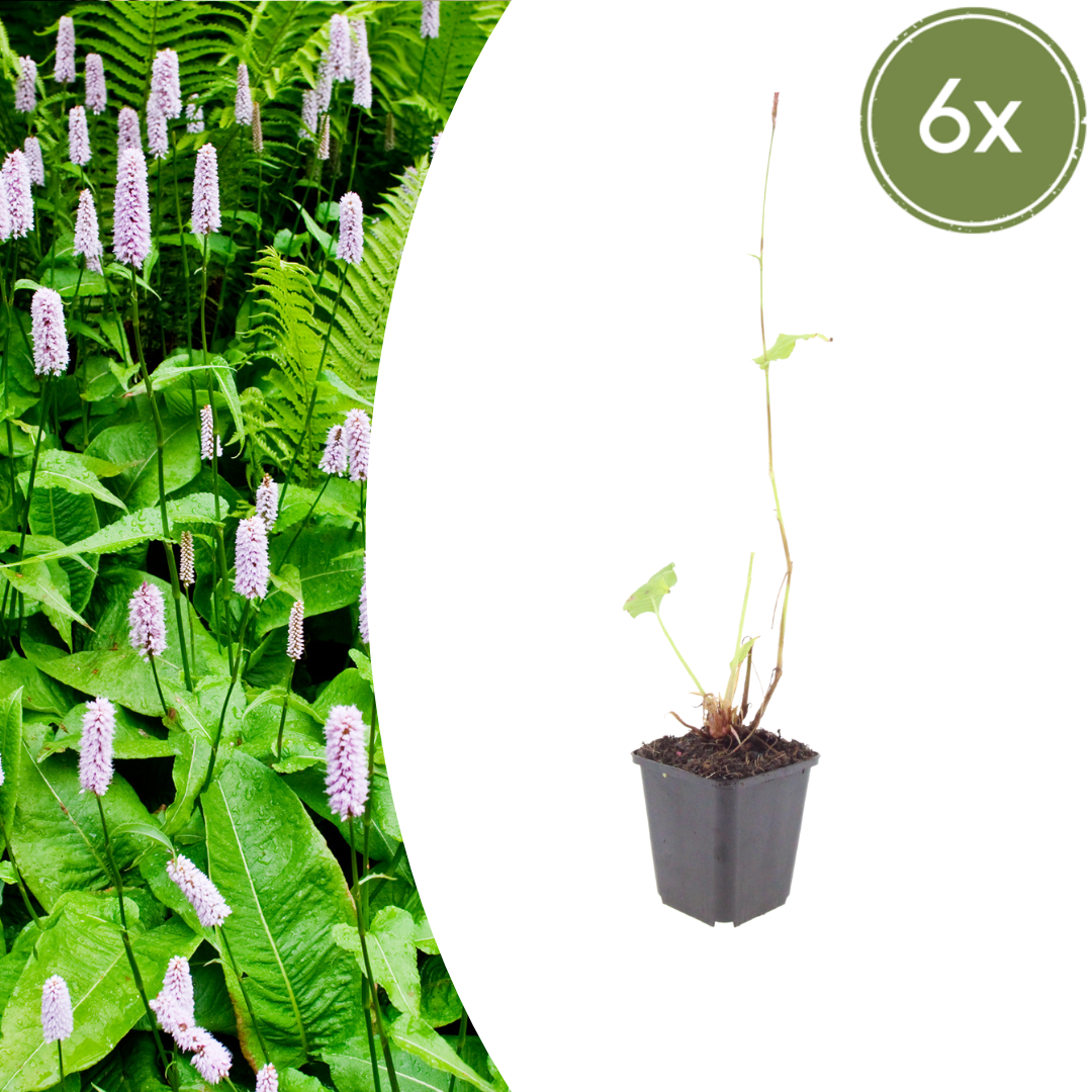Persicaria amplexicaulis 'Alba' (Kerzenknöterich)