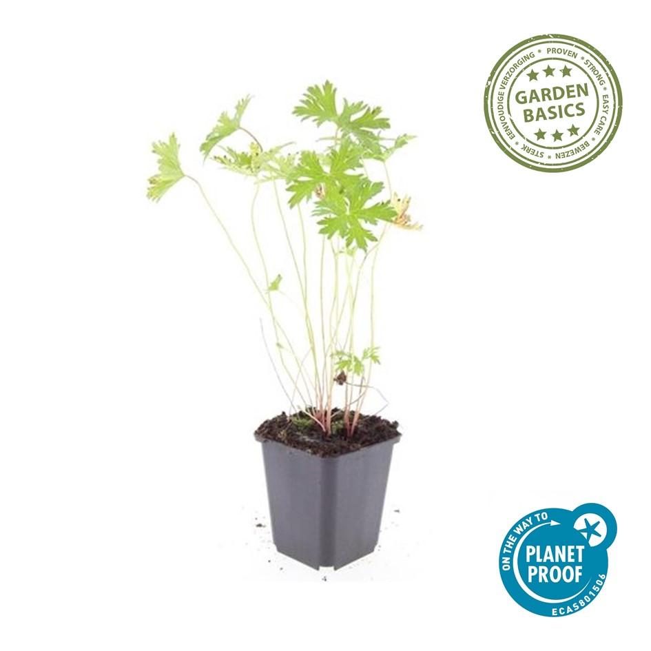 Storchschnabel ‘Johnson’s Blue’ (Geranium)