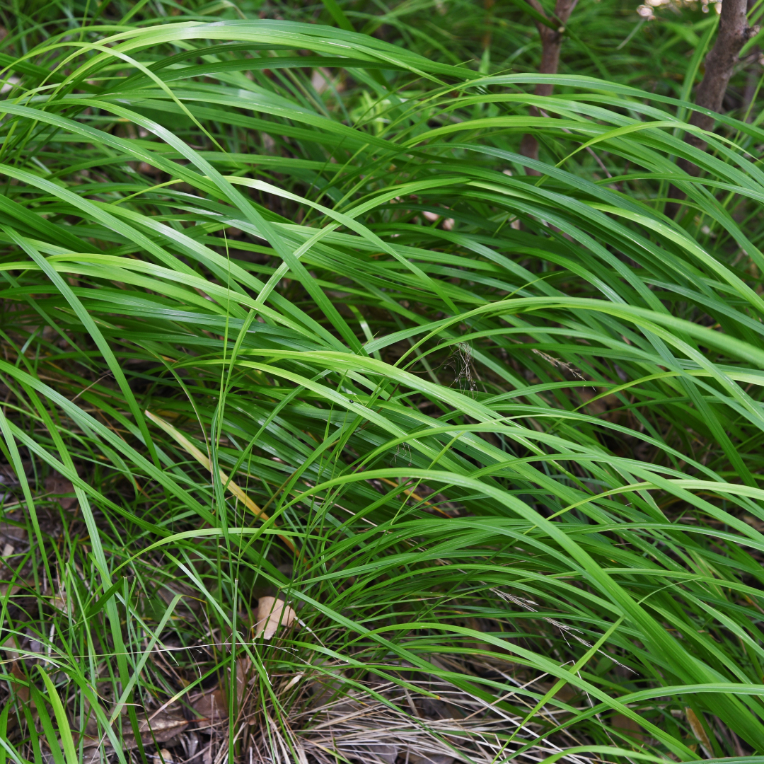 Carex morrowii (Japan-Segge)