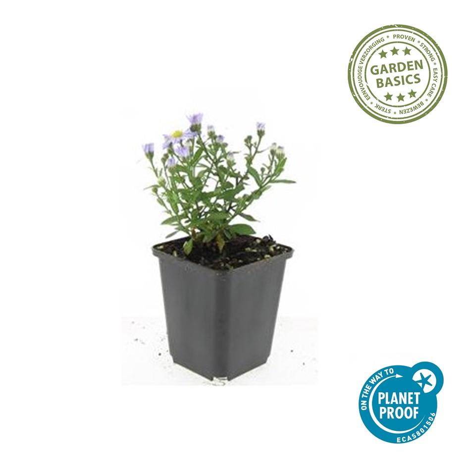 Herbst-Aster ‘Prof. Anton Kippenberg’ (Aster dumosus)