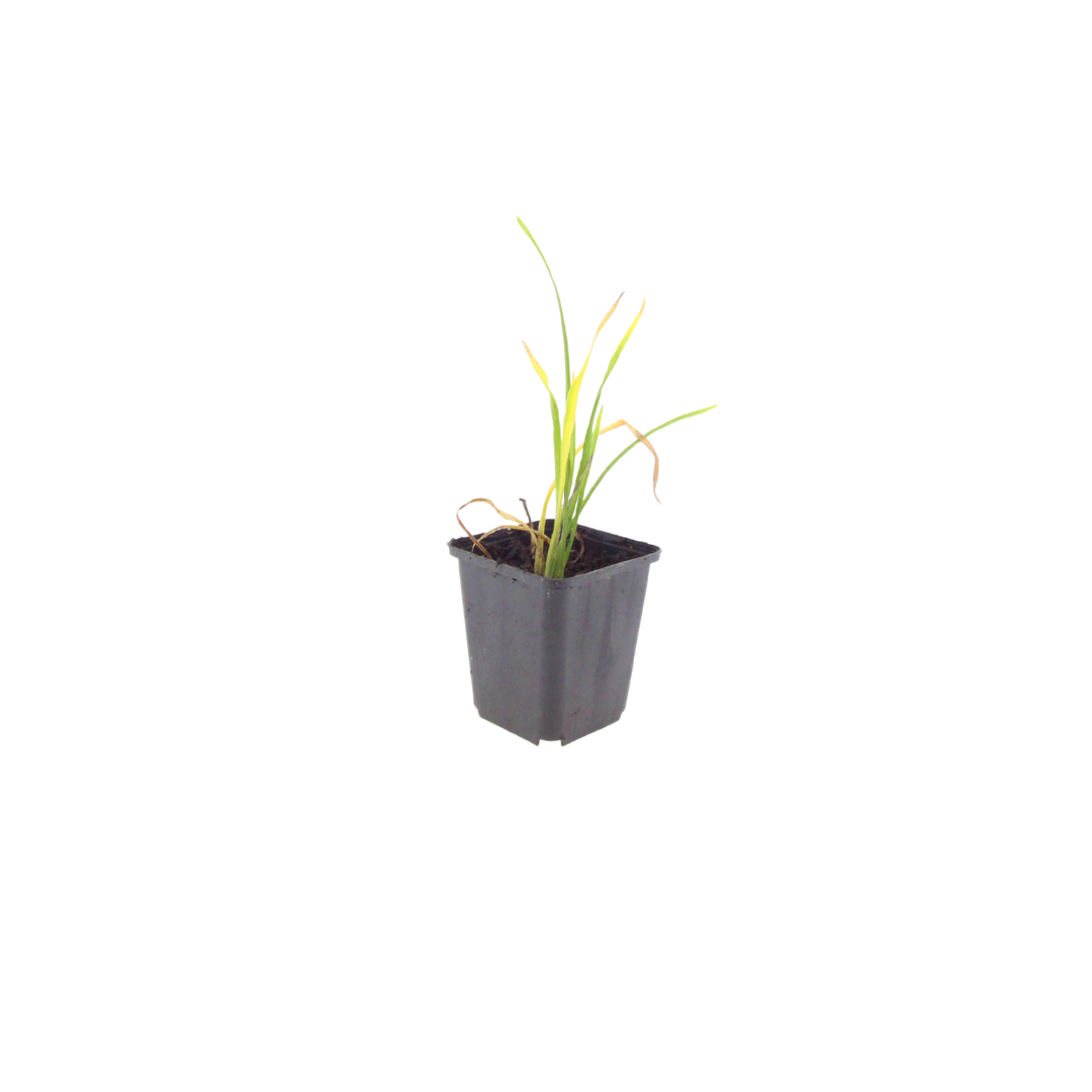 Taglilie ‘Stella de Oro’ (Hemerocallis)