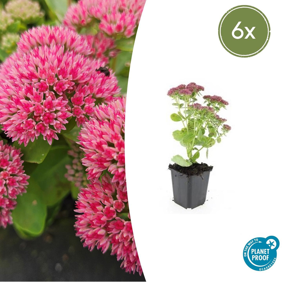 Fetthenne ‘Herbstfreude’ (Sedum)