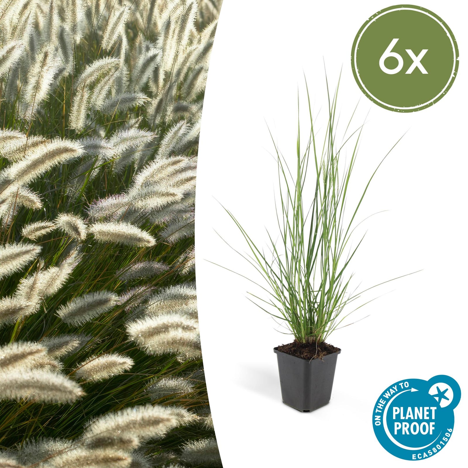 Lampenputzergras (Pennisetum alopecuroides)