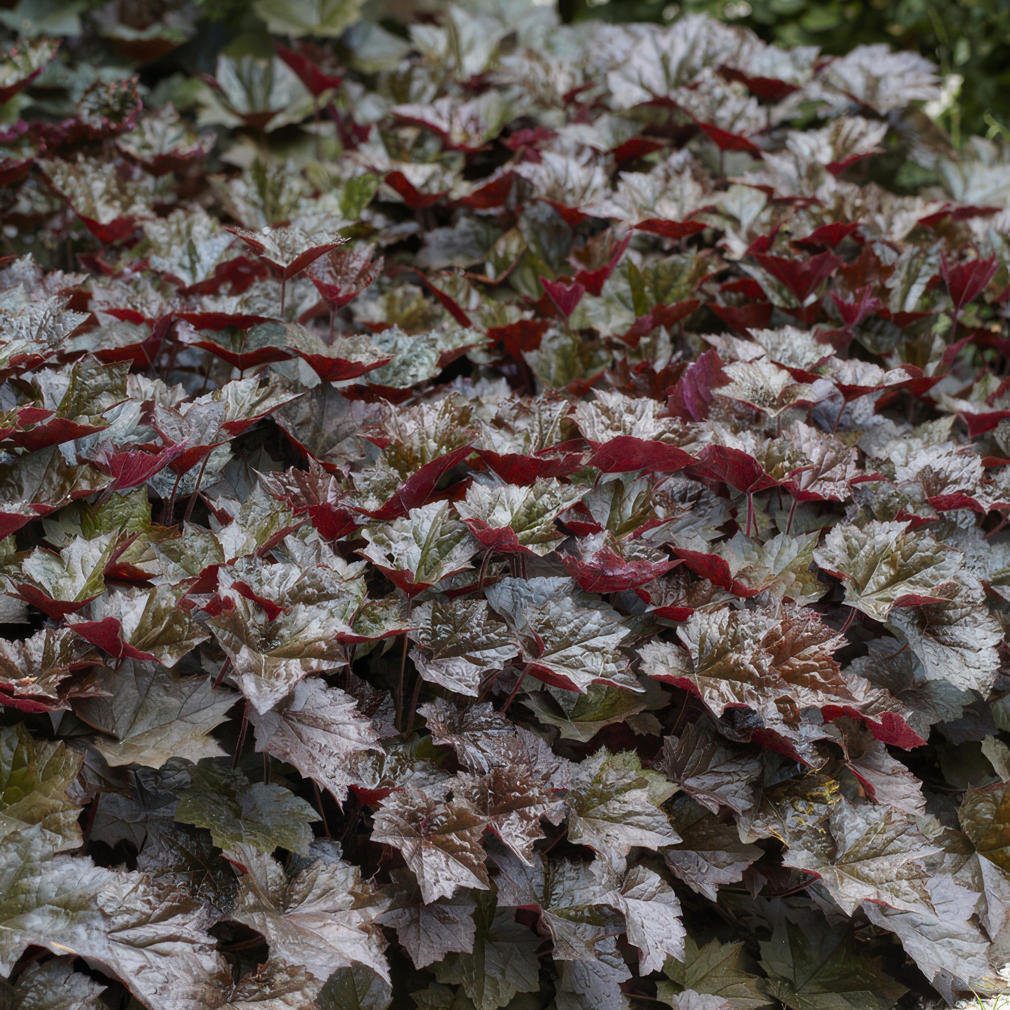 Purpurglöckchen ‘Palace Purple’ (Heuchera micrantha)