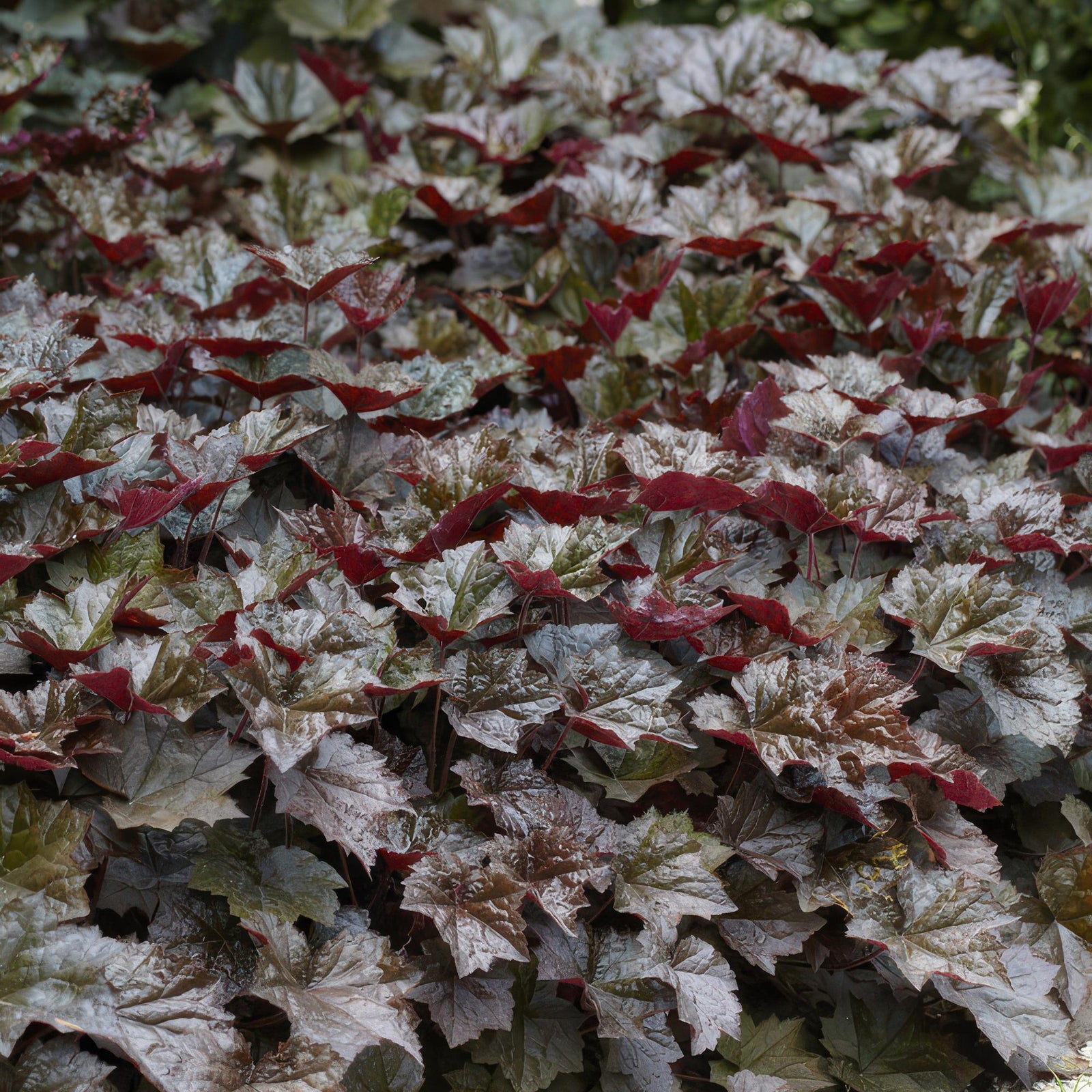 Purpurglöckchen ‘Palace Purple’ (Heuchera micrantha)