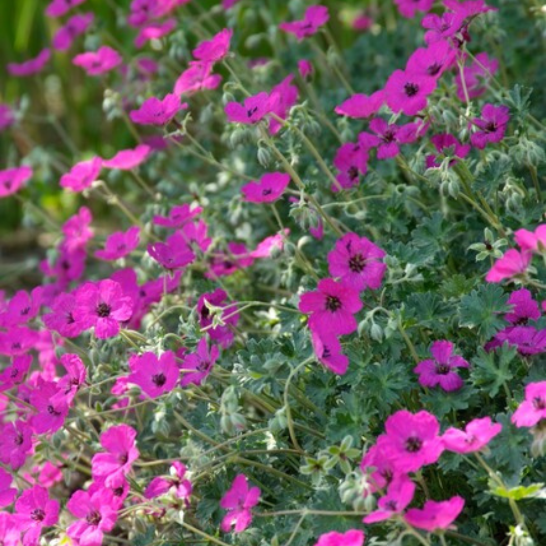 Geranium sanguineum 'Max Frei' (Blut-Storchschnabel)