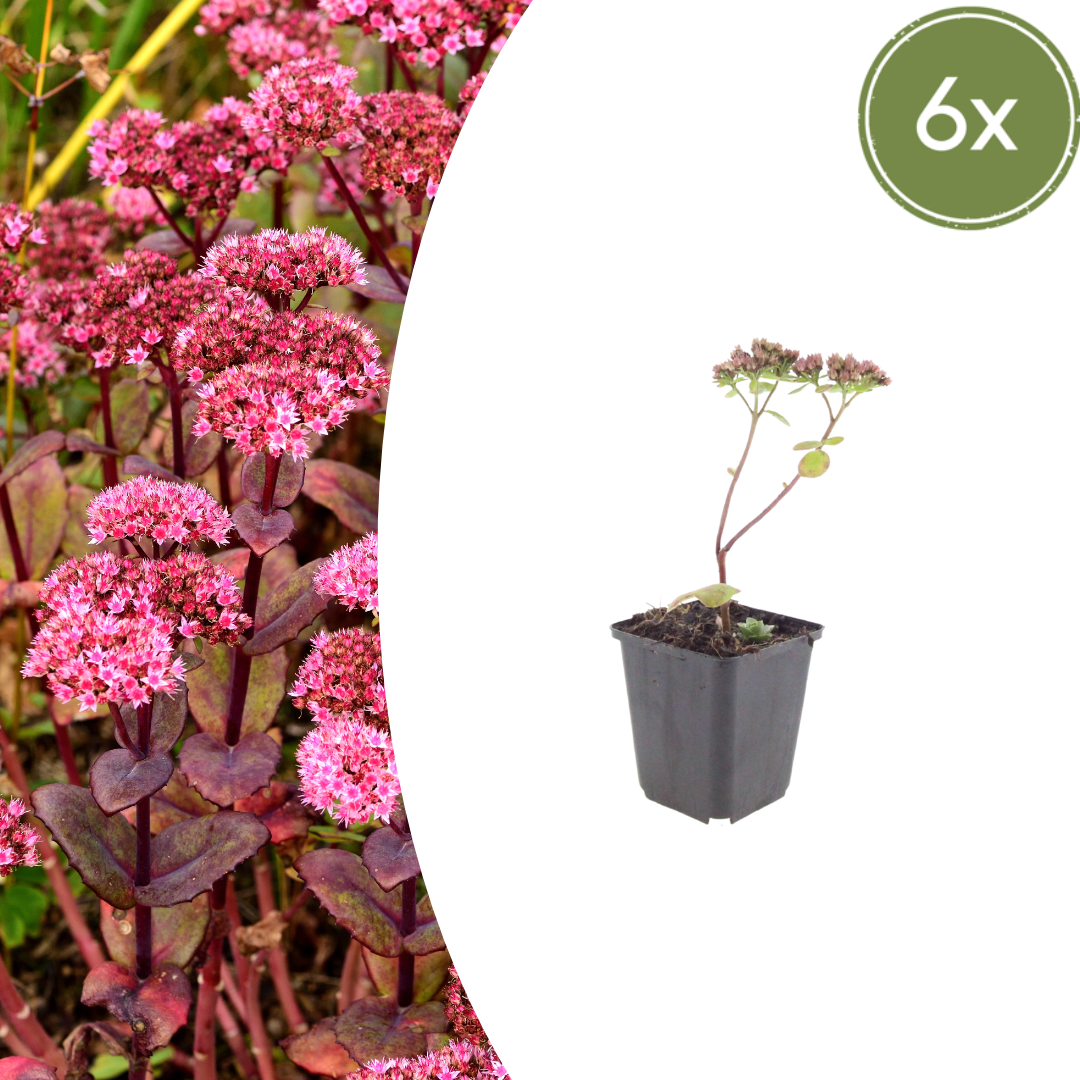 Sedum ‘Matrona’ (Fetthenne)