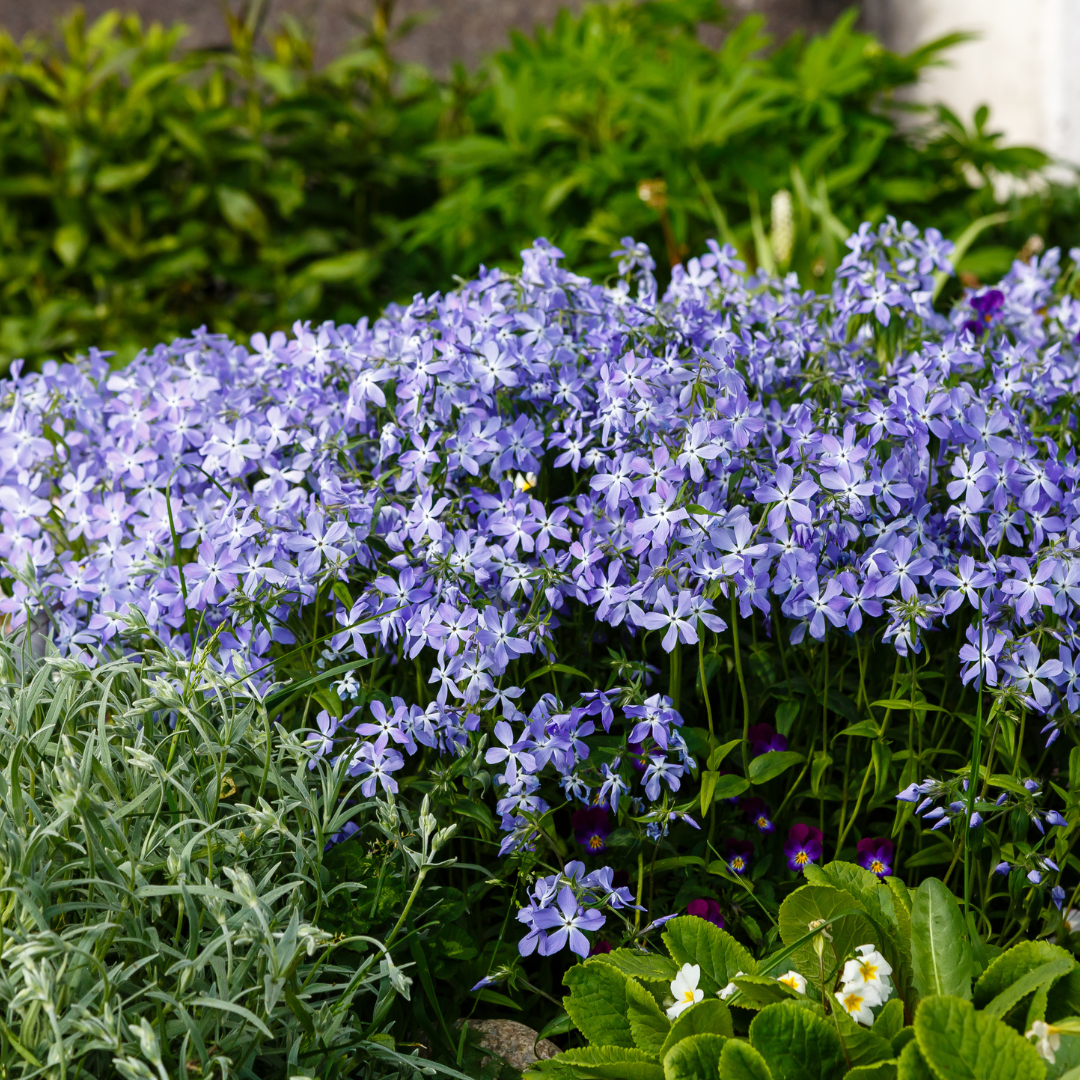 Phlox subulata ‘Emerald Cushion Blue’ (Polster-Phlox)
