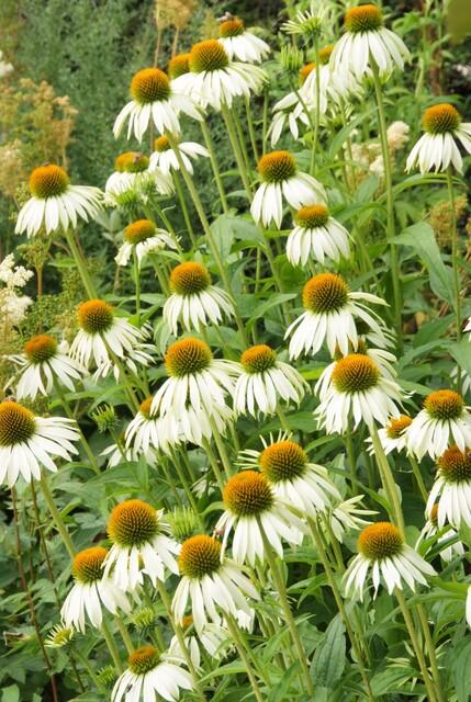 Sonnenhut ‘White Swan’ (Echinacea purpurea)