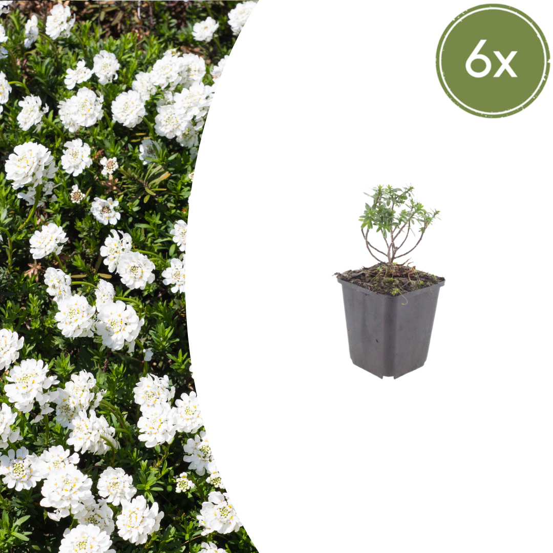 Iberis sempervirens ‘Schneeflocke’ (Schleifenblume)