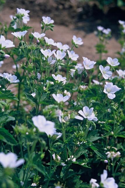 Blut-Storchschnabel ‘Album’ (Geranium sanguineum)