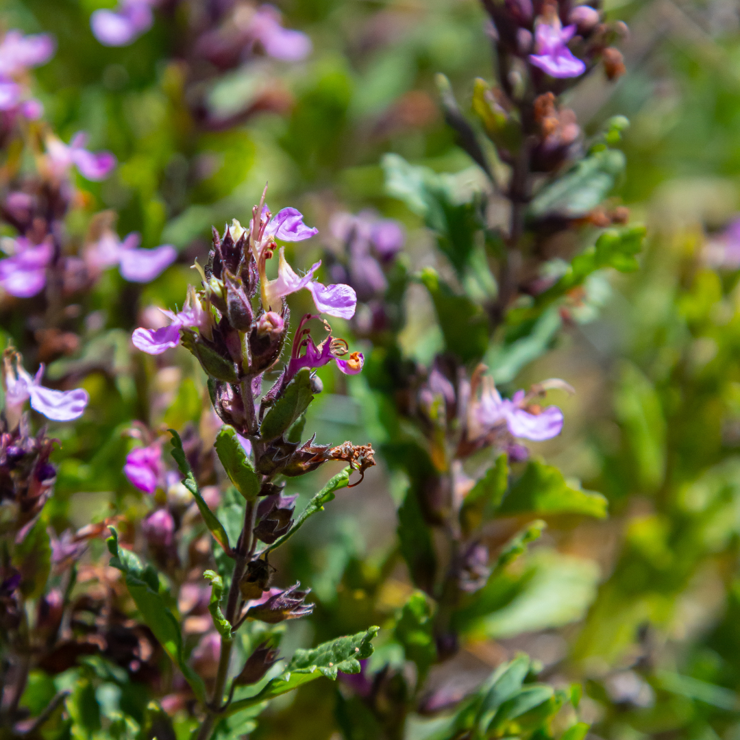 Teucrium lucidrys
