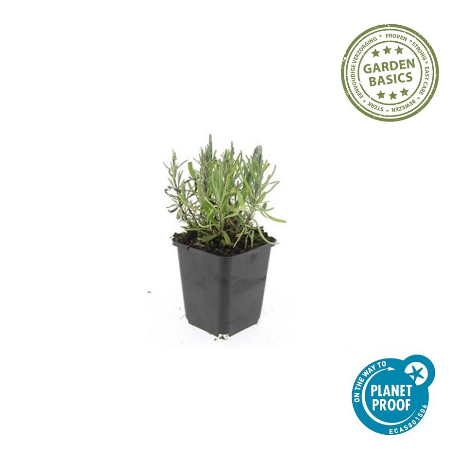 Echter Lavendel ‘Munstead’ (Lavandula angustifolia)
