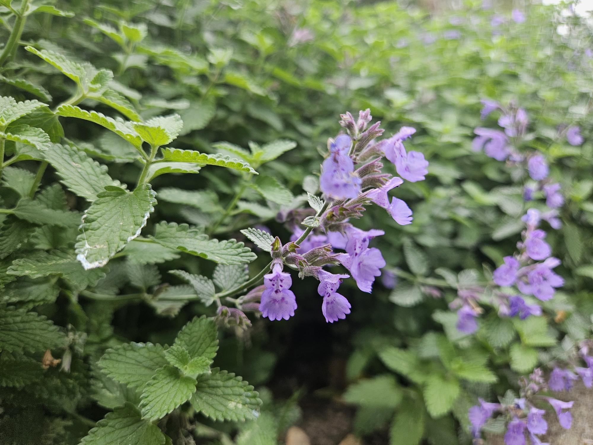 Katzenminze ‘Walker’s Low’ (Nepeta)