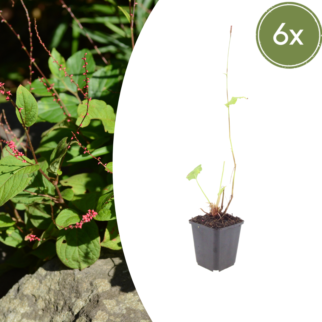 Persicaria amplexicaulis ‘Speciosa’ (Kerzen-Knöterich)
