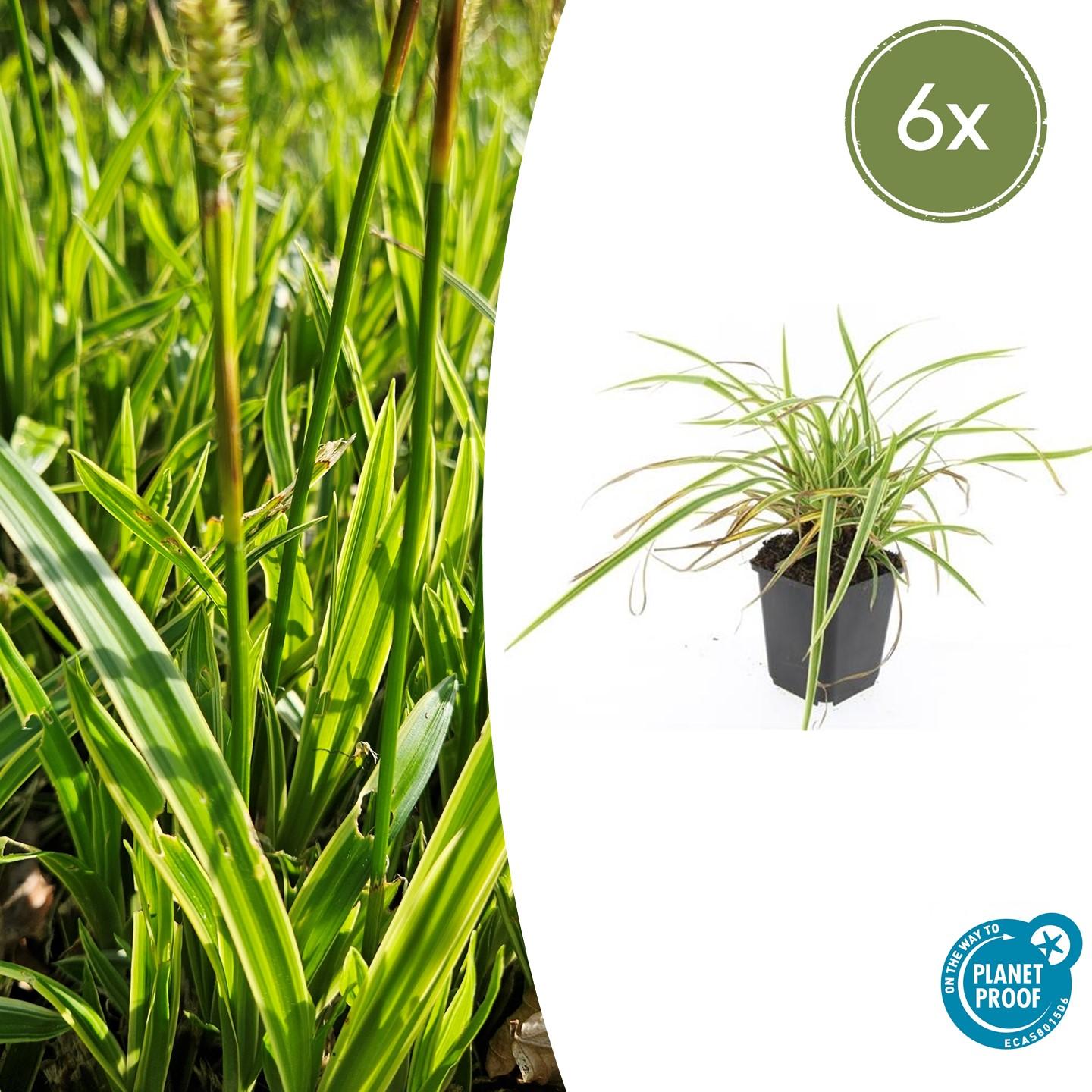 Japan-Segge ‘Aureovariegata’ (Carex morrowii)