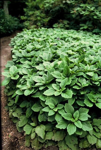 Dickmännchen (Pachysandra terminalis)