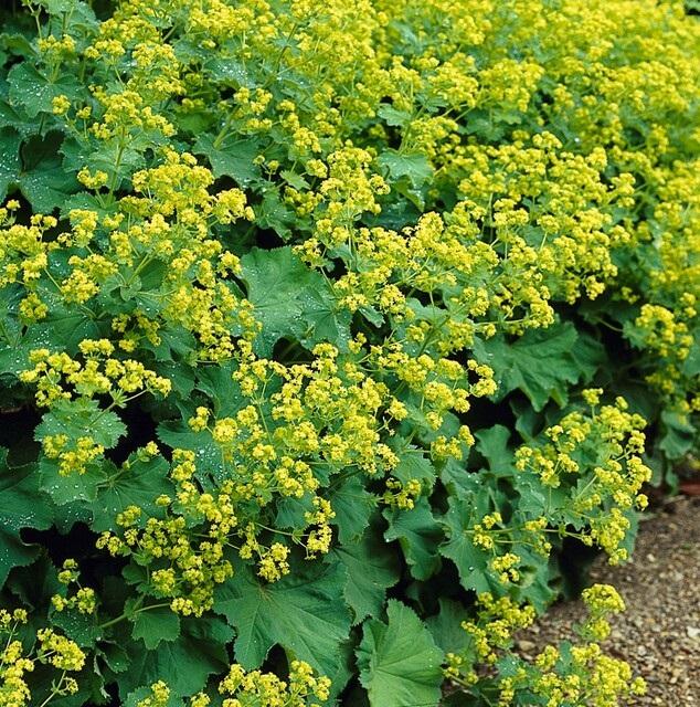 Alchemilla mollis (Frauenmantel)