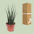 Sansevieria Fernwood Mikado - Ø12cm - ↕40cm