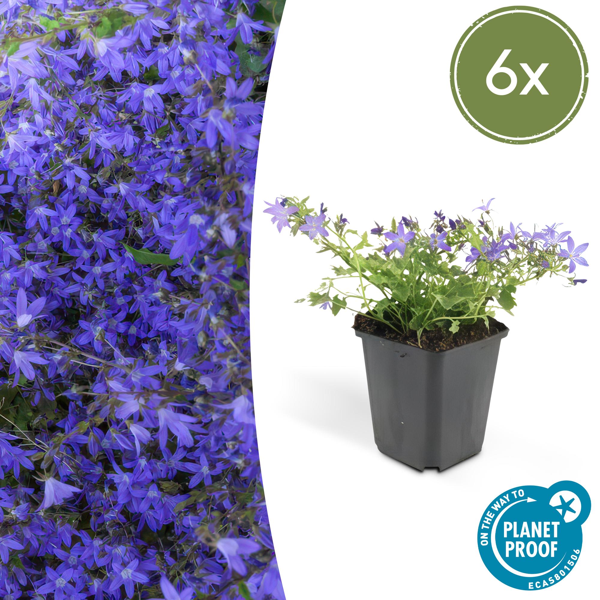 Hängepolster-Glockenblume ‘Stella’ (Campanula poscharskyana)