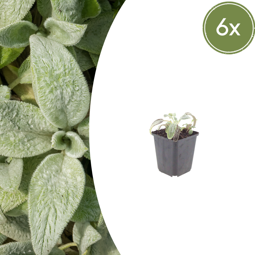 Stachys byzantina ‘Silver Carpet’ (Wollziest)