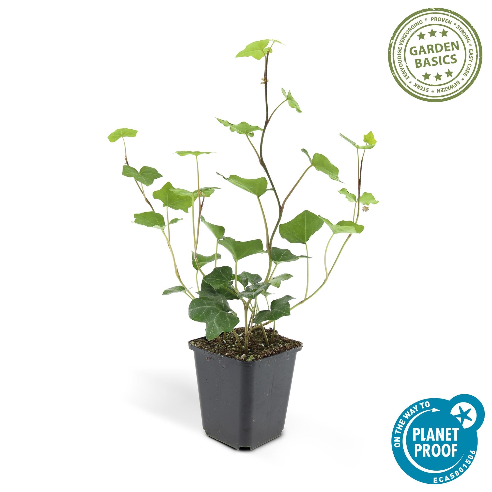 Irischer Efeu (Hedera hibernica)