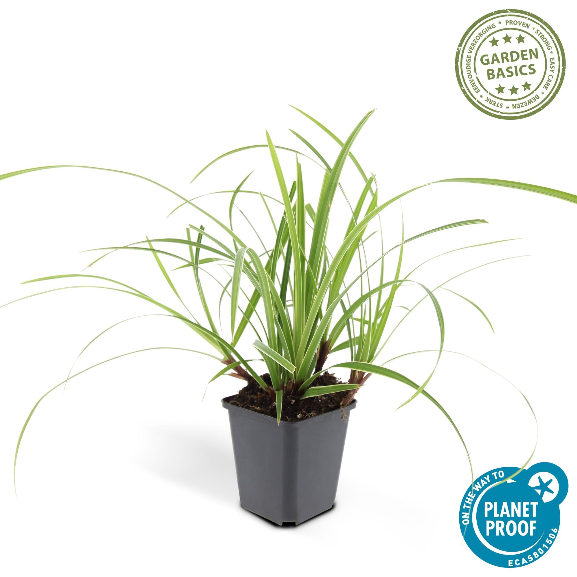 Japan-Segge ‘Ice Dance’ (Carex morrowii)