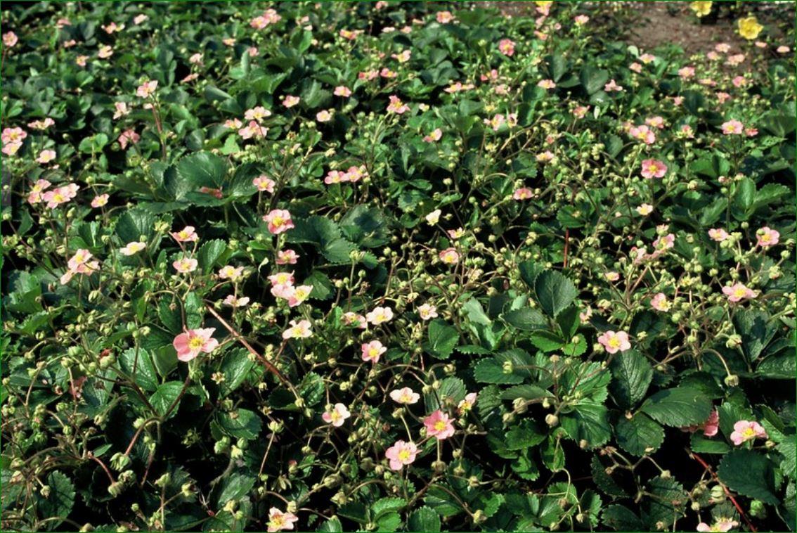 Wald-Erdbeere (Fragaria vesca)