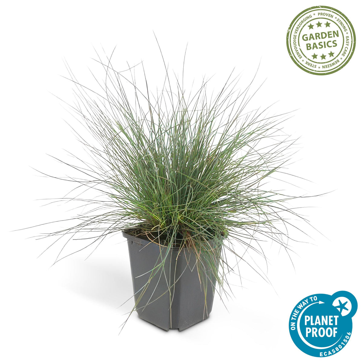 Blau-Schwingel (Festuca glauca)