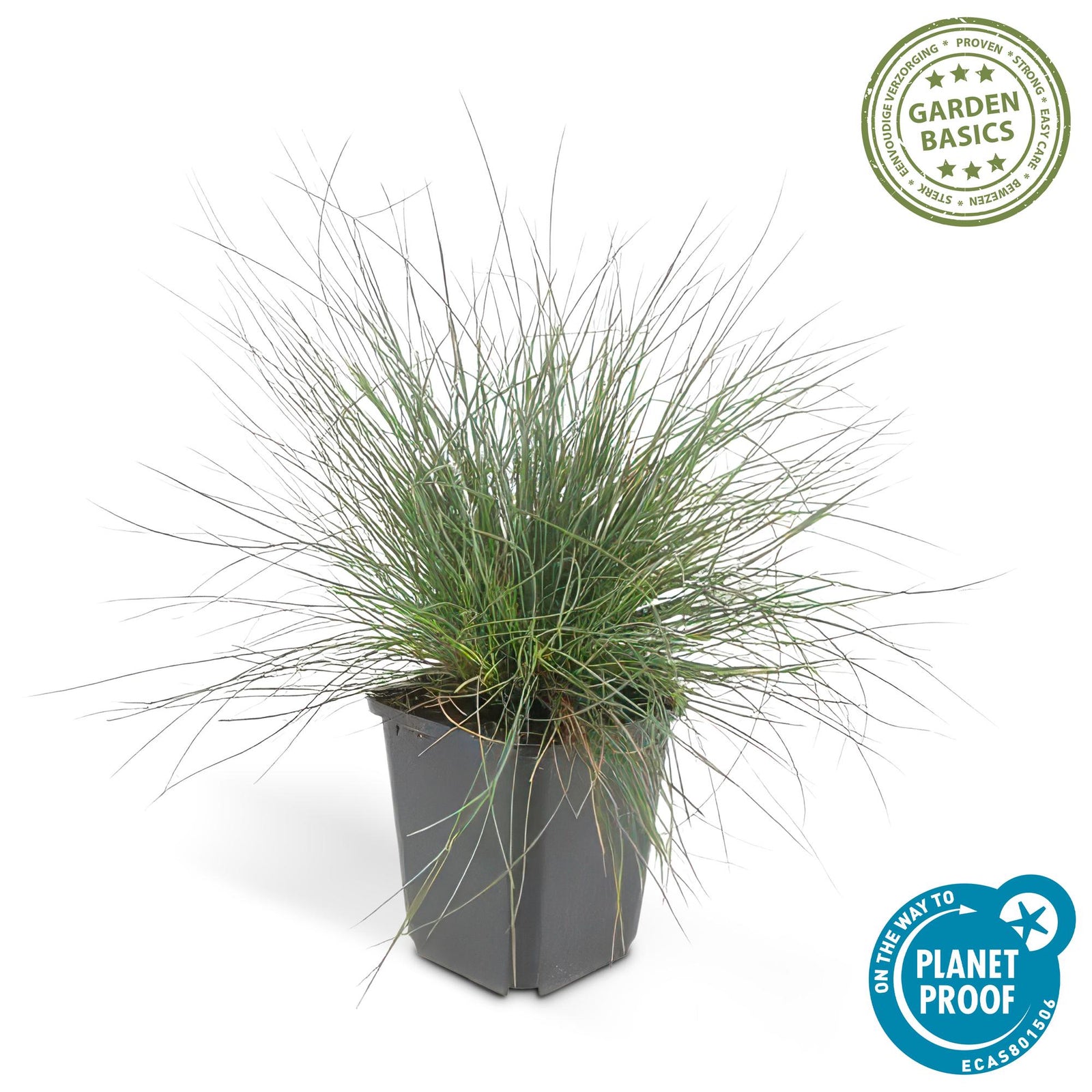 Blau-Schwingel (Festuca glauca)