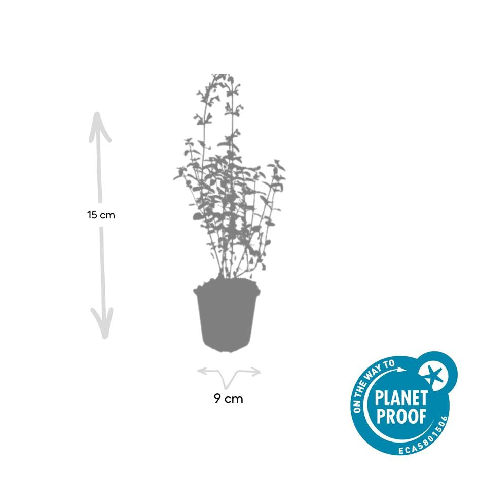 Katzenminze ‘Walker’s Low’ (Nepeta)