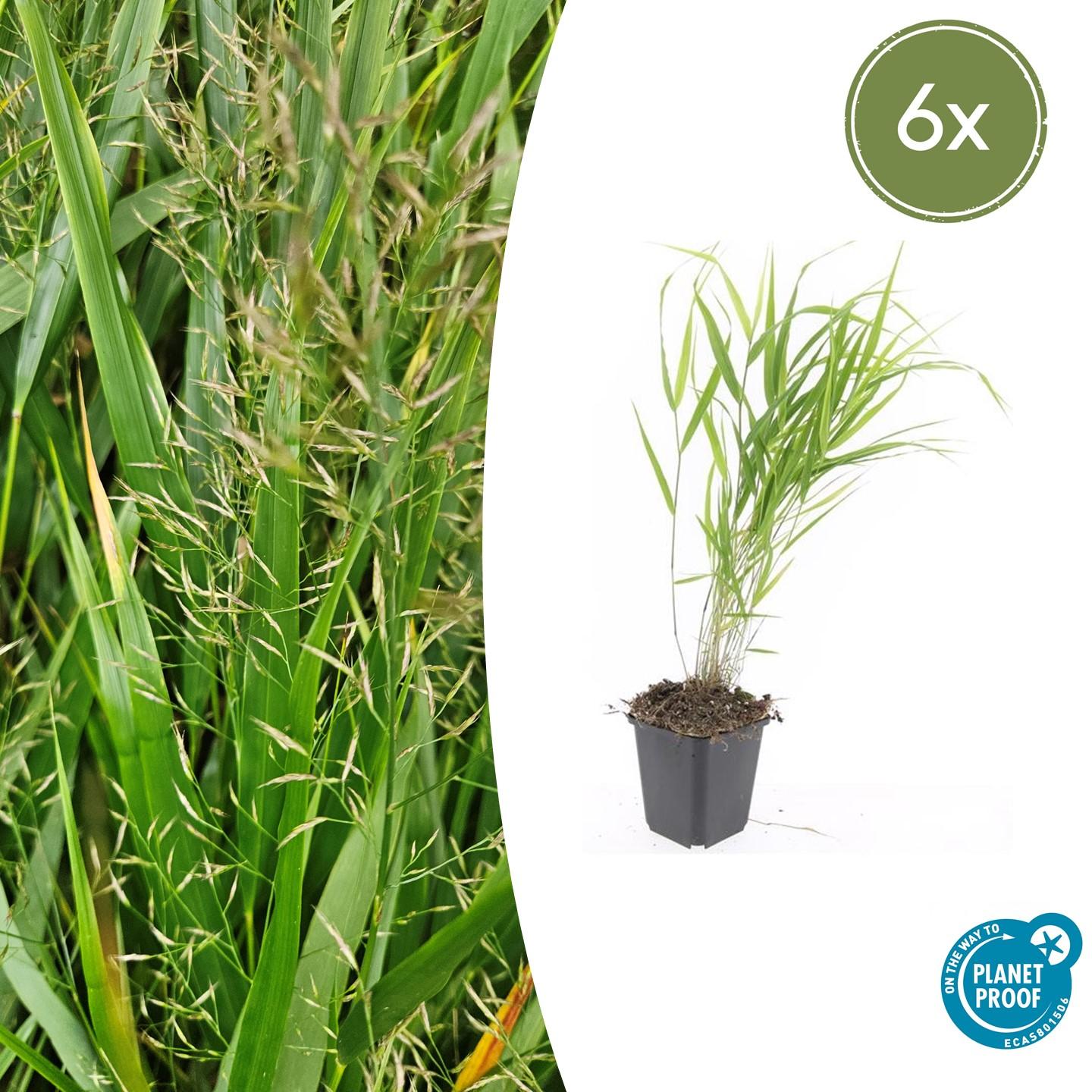 Japanisches Berggras (Hakonechloa macra)